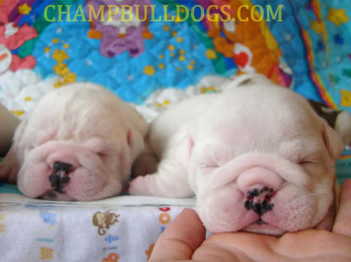 white english bulldog puppies